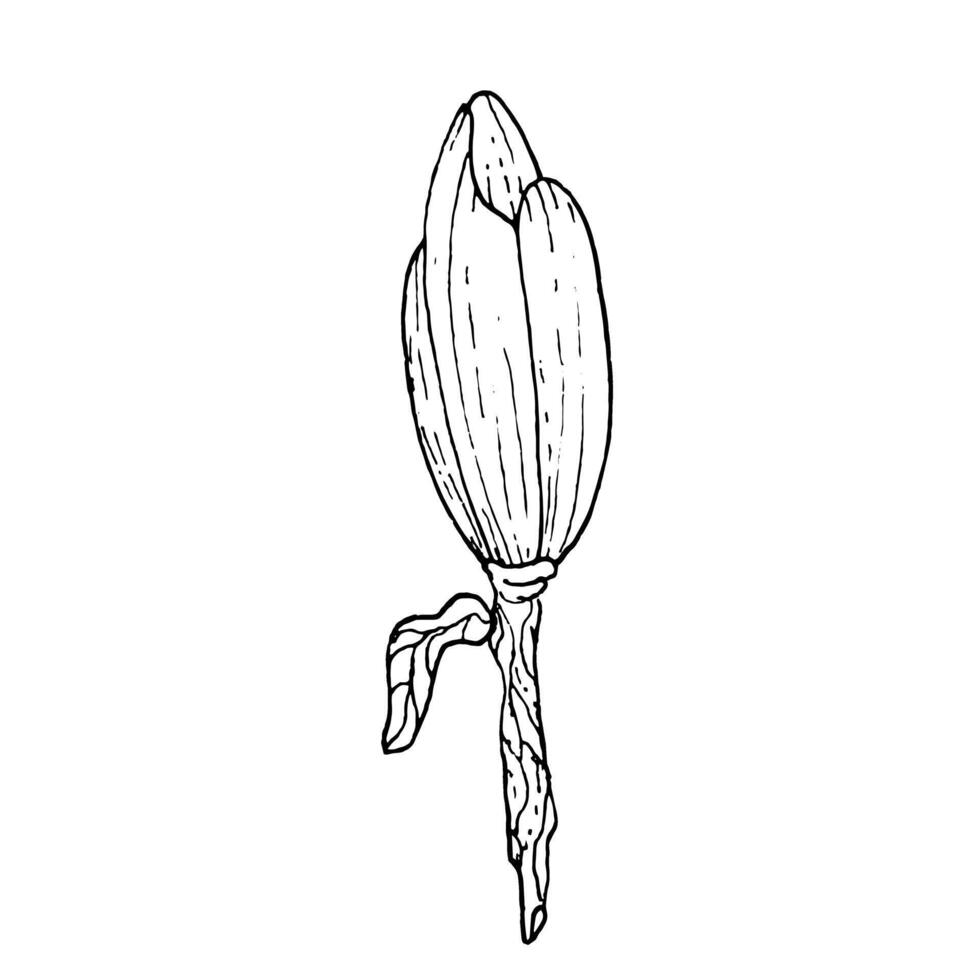 monocromatico fiori e rami di magnolia, mano disegnato. magnolia contorno, nero e bianca illustrazione di magnolia fiori e rami vettore