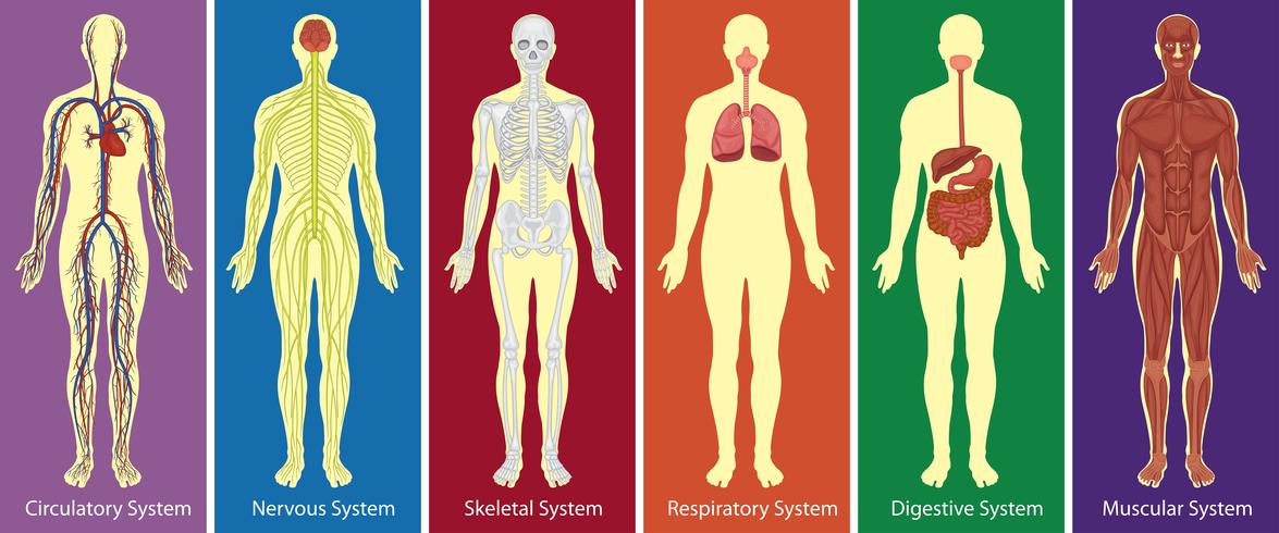 Diversi sistemi di diagramma del corpo umano vettore
