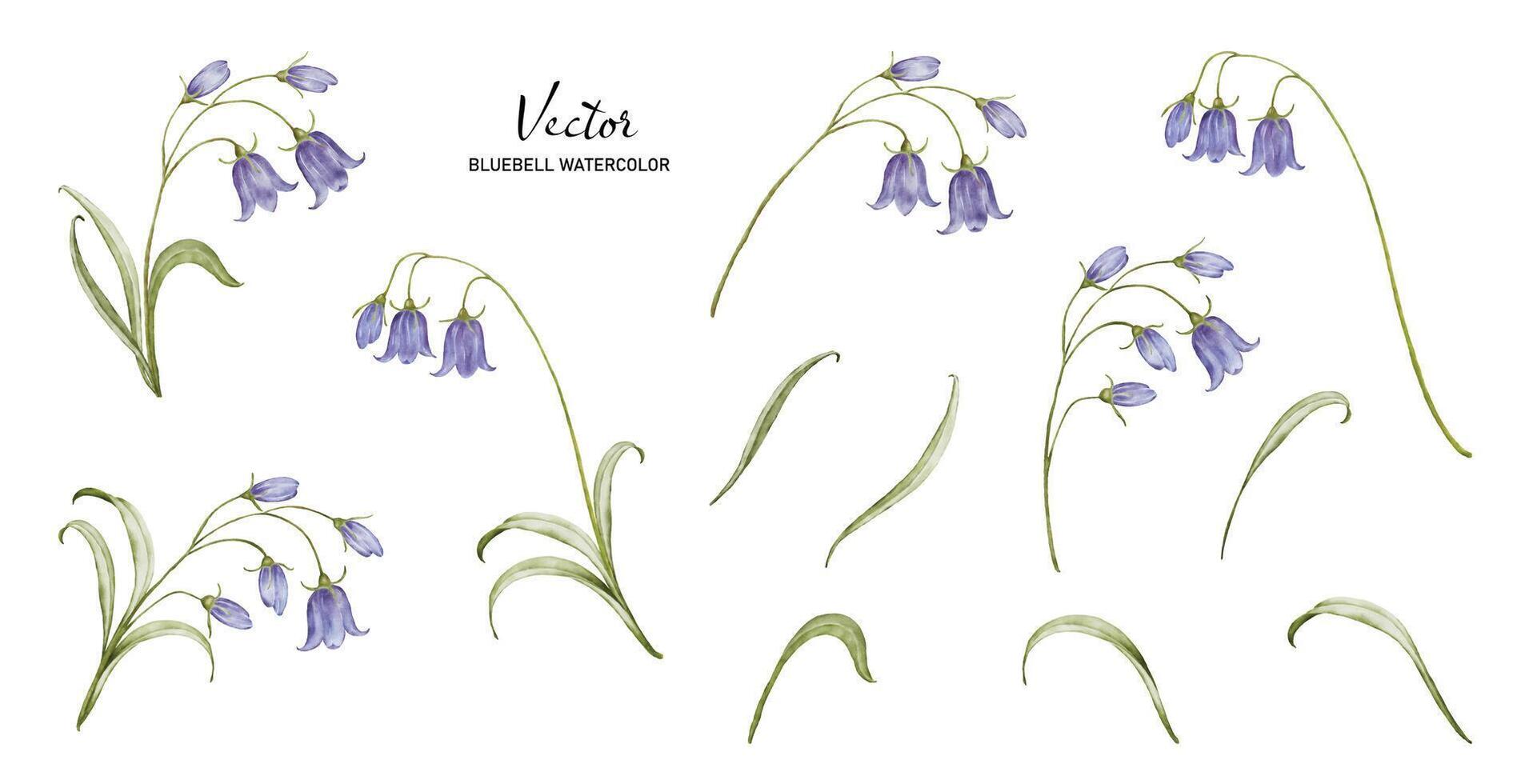 impostato di acquerello mazzi di fiori con campanula fiore elementi vettore