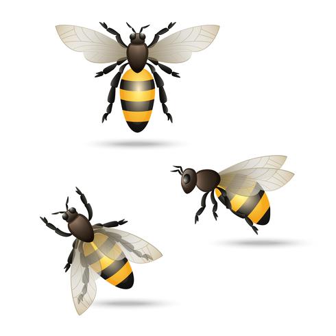 Set di icone di api vettore