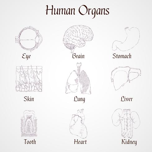 Icone degli organi umani vettore