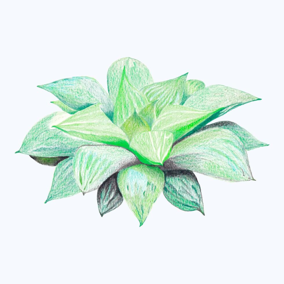 carino acquerello cactus clipart - Scarica succulento illustrazione vettore