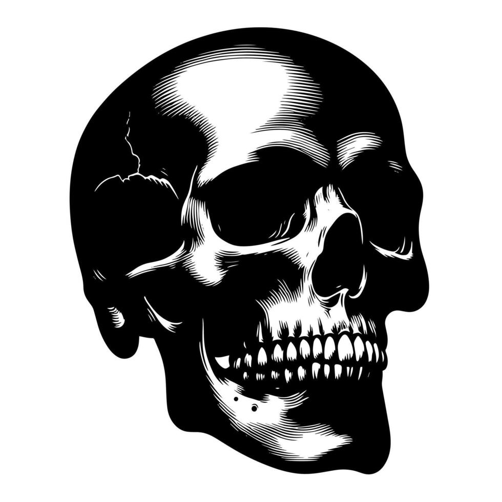 nero e bianca illustrazione di un' umano cranio vettore