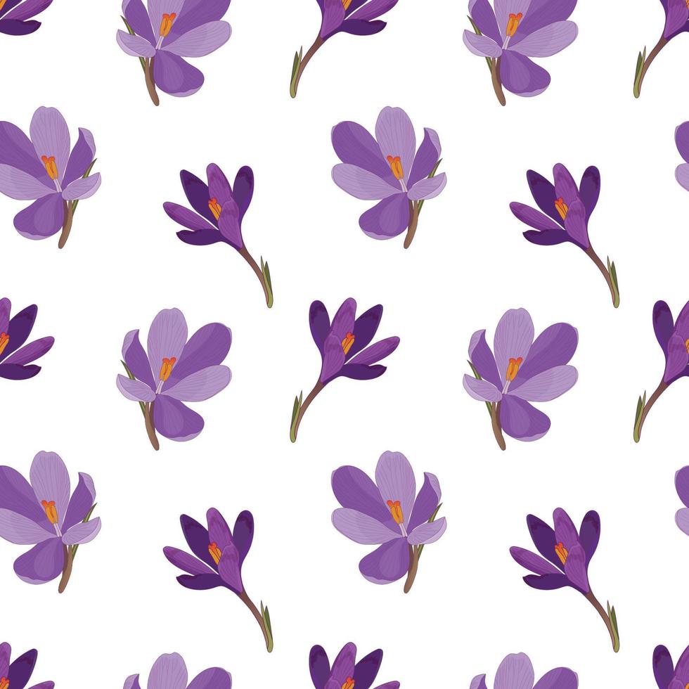 fiori di zafferano. un modello senza cuciture con fiori di croco viola, zafferano su sfondo bianco. vettore