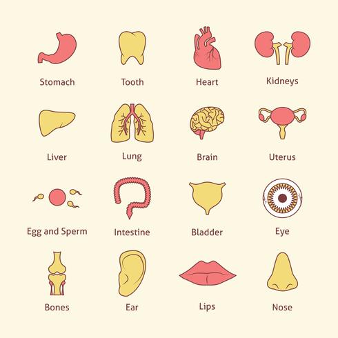Linea piatta di icone di organi umani vettore