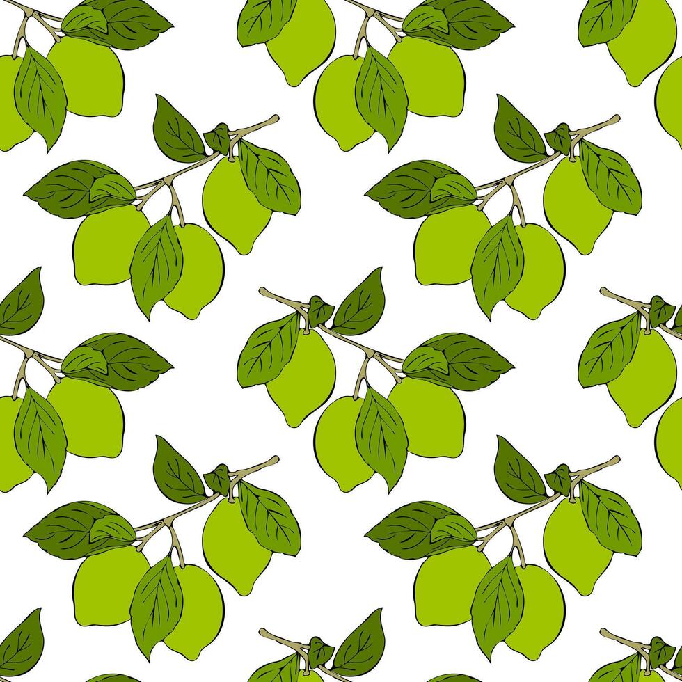 lime ramo modello con verde frutta agrumi, mano disegnato schizzo, bianca sfondo. vettore