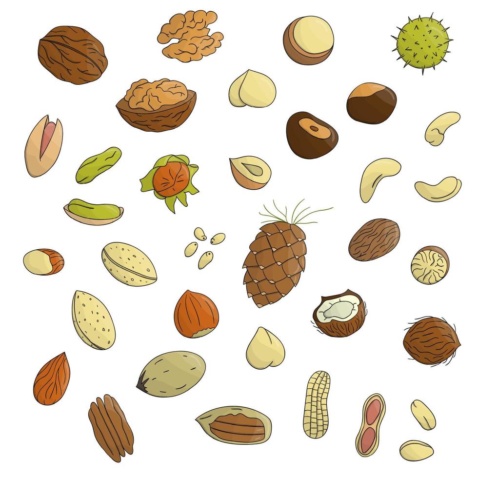 set vettoriale di noci colorate. raccolta di nocciole luminose isolate, noci, pistacchi, mandorle, cocco, noci pecan, pinoli, macadamia, anacardi. illustrazione di cibo in stile cartone animato o scarabocchio