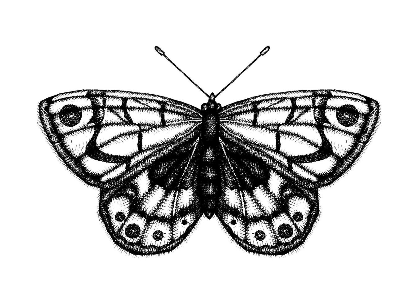 illustrazione vettoriale in bianco e nero di una farfalla. schizzo di insetto disegnato a mano. disegno grafico dettagliato della parete marrone in stile vintage.