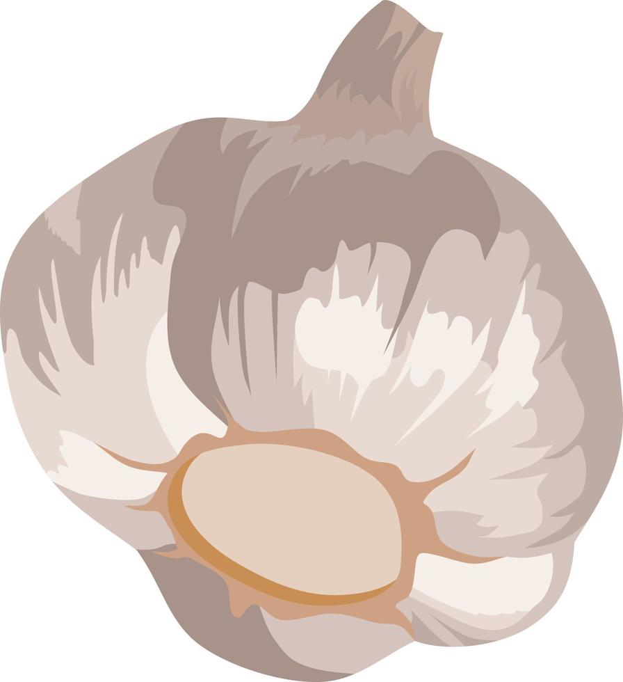 illustrazione vettoriale di condimento all'aglio