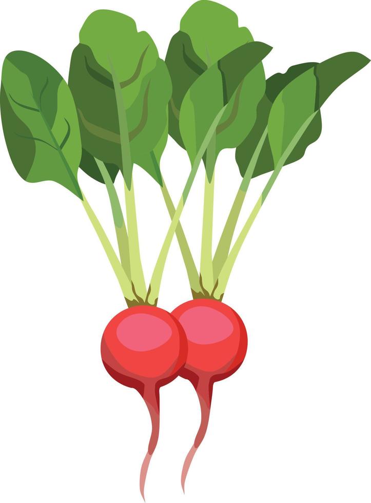 illustrazione vettoriale di verdure di ravanello rosso