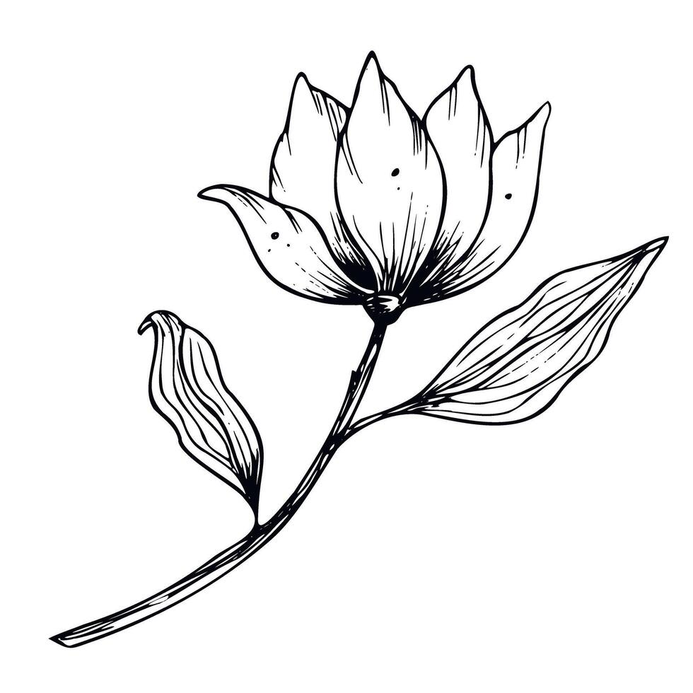 magnolia fiore. mano disegnato floreale illustrazione nel linea arte stile dipinto di nero inchiostri su isolato sfondo. floreale Vintage ▾ inciso disegno per saluto carte o nozze inviti vettore