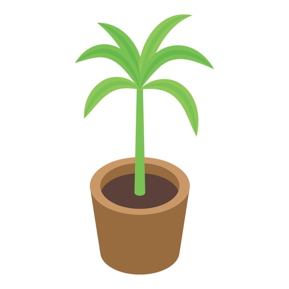 piccolo palma in vaso icona isometrico . albero decorazione vettore