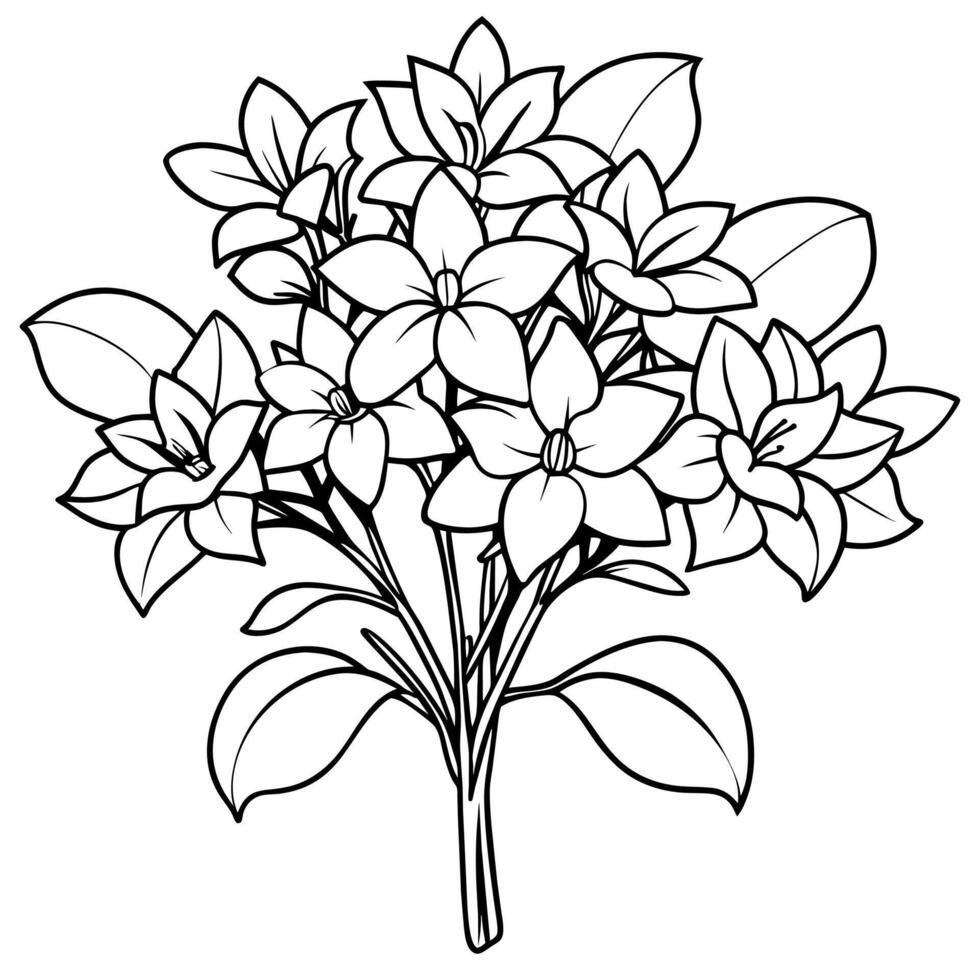 gelsomino fiore mazzo schema illustrazione colorazione libro pagina disegno, gelsomino fiore mazzo nero e bianca linea arte disegno colorazione libro pagine per bambini e adulti vettore
