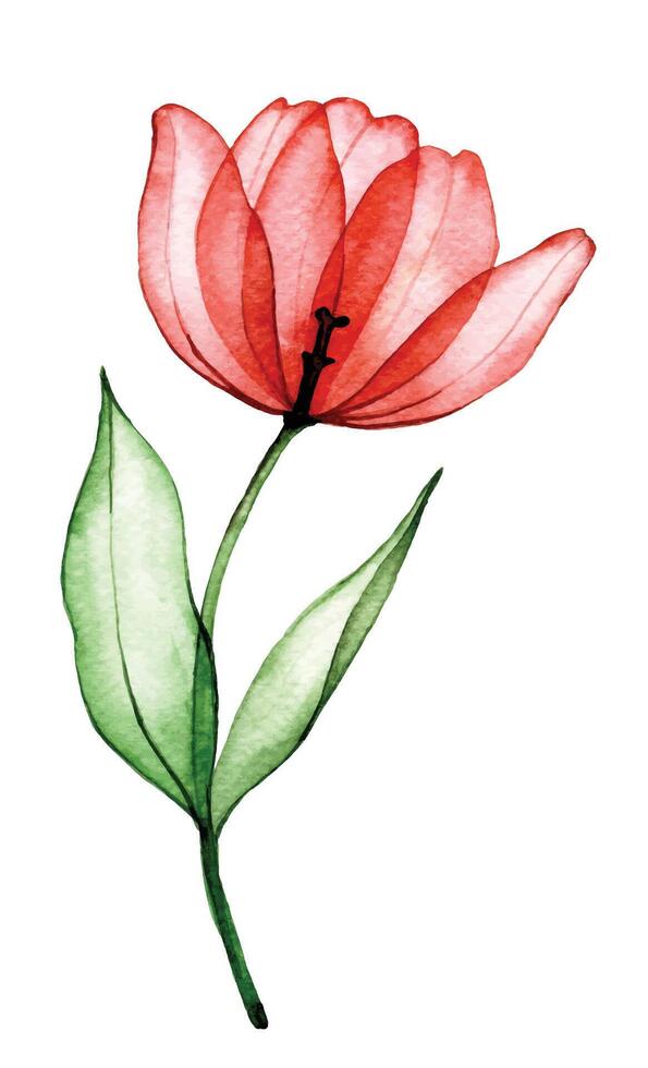 trasparente fiore rosso tulipano. acquerello disegno, primavera fiori raggi X vettore