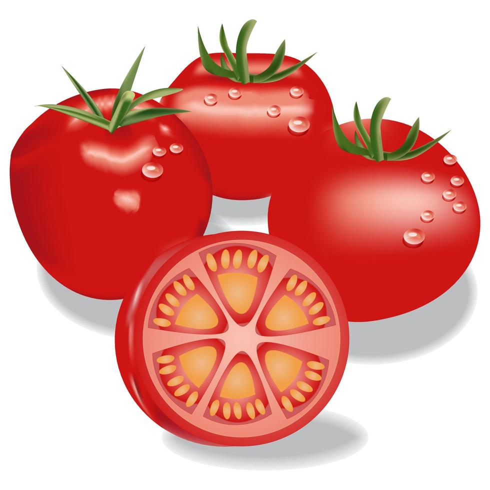 illustrazione vettoriale di pomodoro fresco