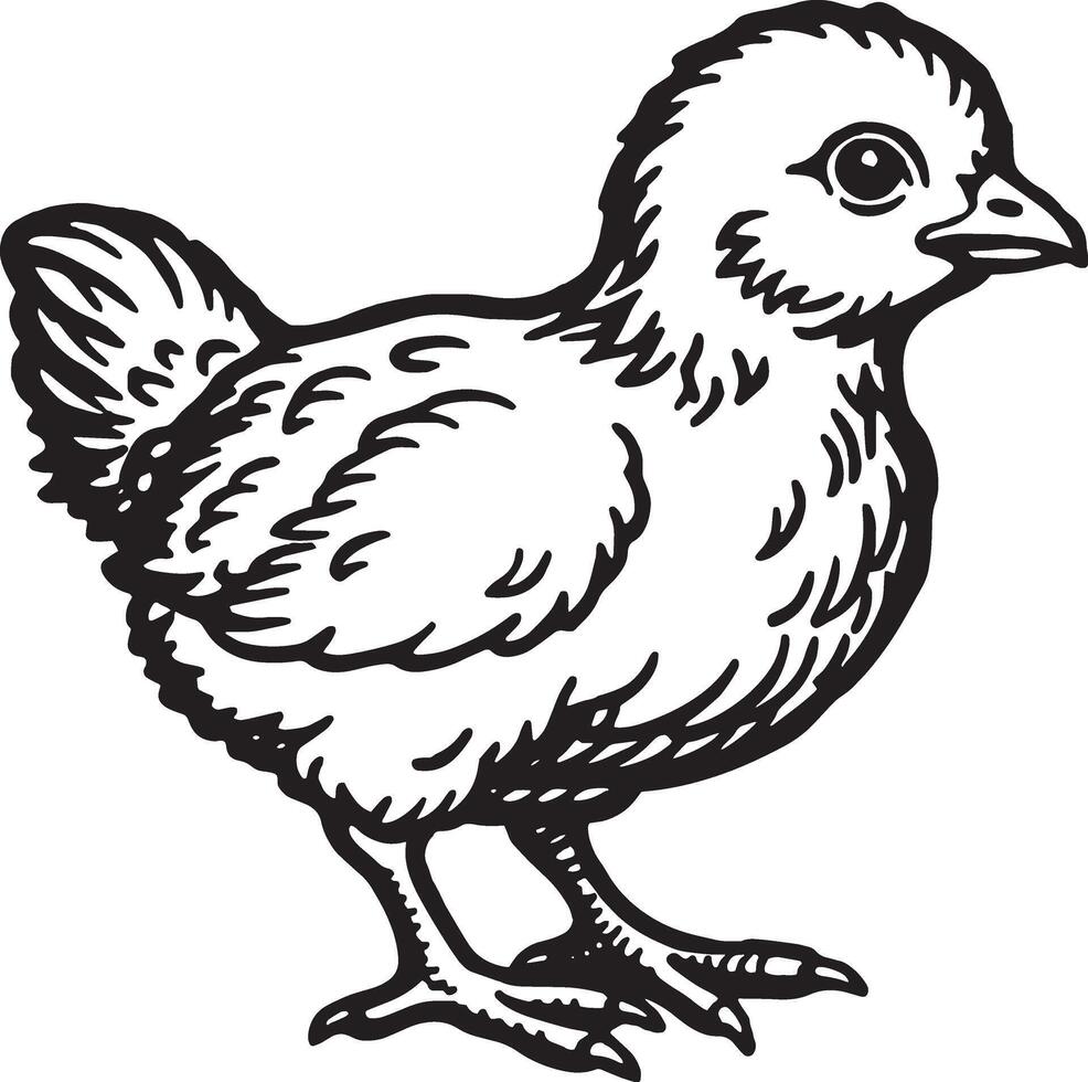 pulcino. a mano libera disegno di un' pollo. illustrazione. vettore