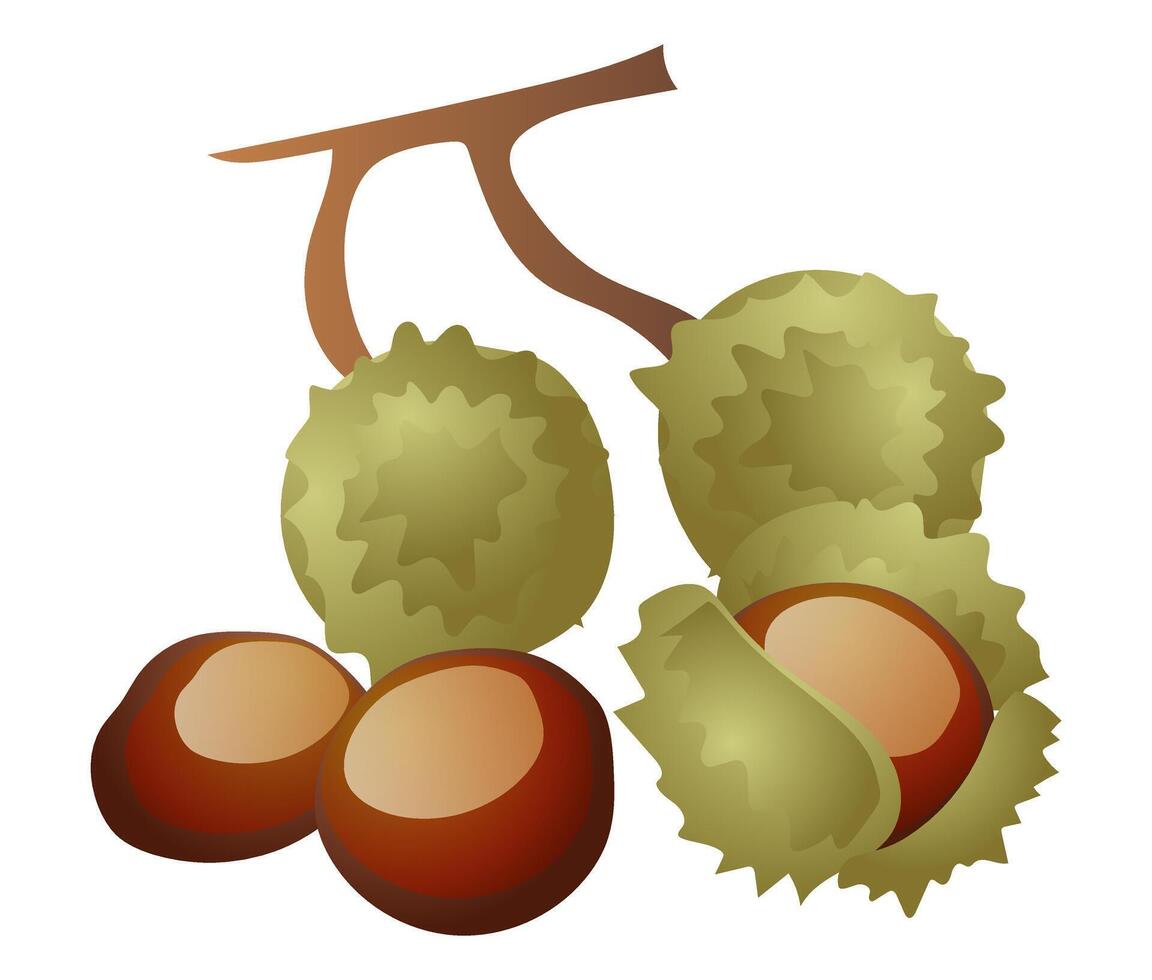 castagne con conchiglie e ramo nel piatto design. di stagione Marrone albero noce. illustrazione isolato. vettore