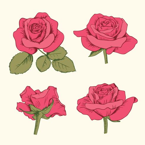 Metta la raccolta delle rose rosse con le foglie isolate su fondo bianco. Illustrazione vettoriale