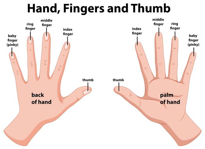 Diagramma che mostra le mani umane vettore