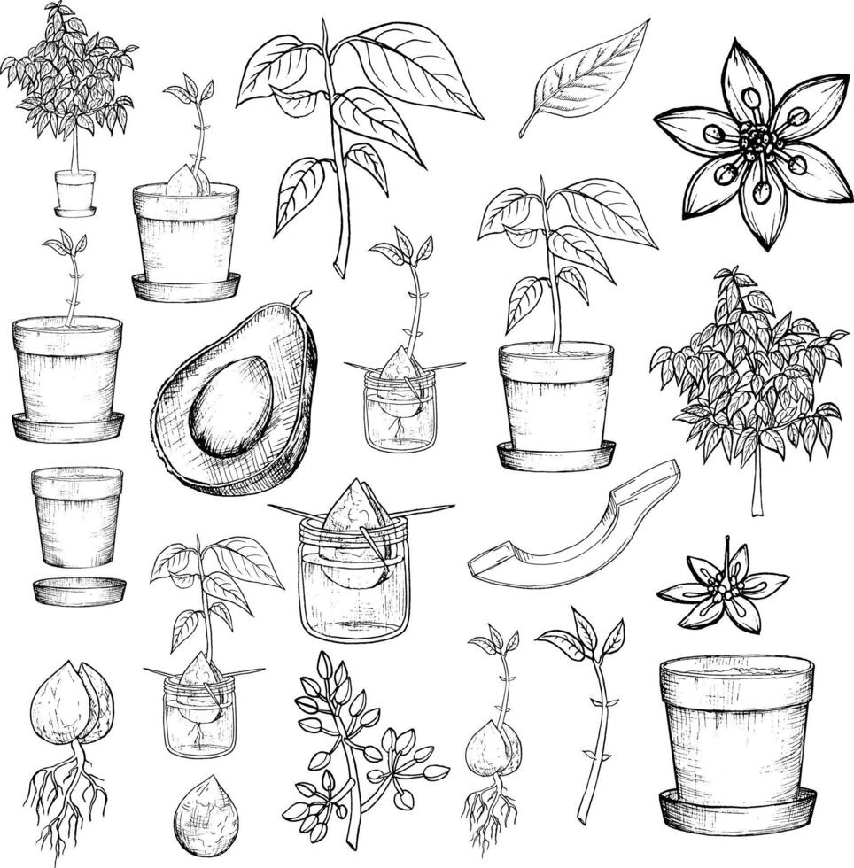 avocado impostare. totale avocado, metà di avocado e le foglie. mano disegnato botanico elementi . grafico frutta nel Vintage ▾ stile. monocromatico lineare illustrazione. vettore