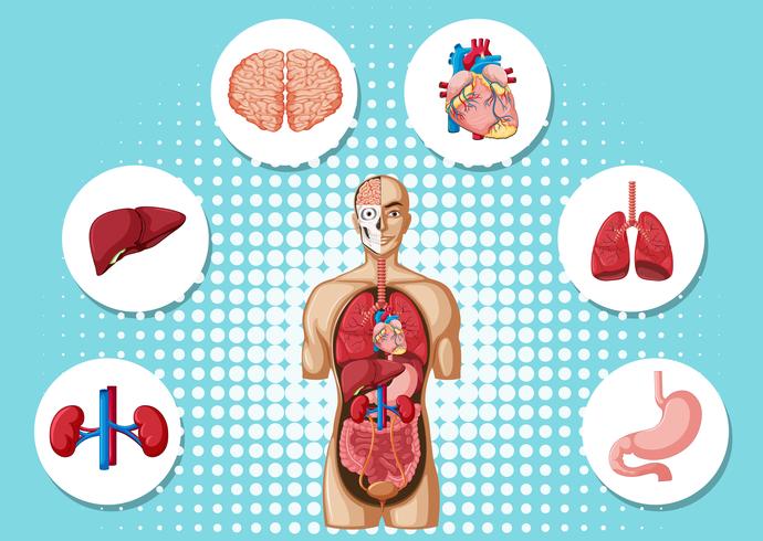 Anatomia umana con diversi organi vettore