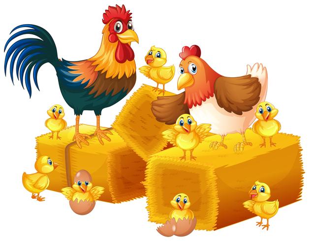 Famiglia di pollo su sfondo bianco vettore