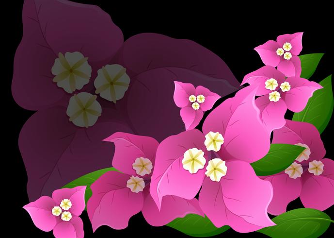 Fiori rosa bougainvillea su sfondo nero vettore