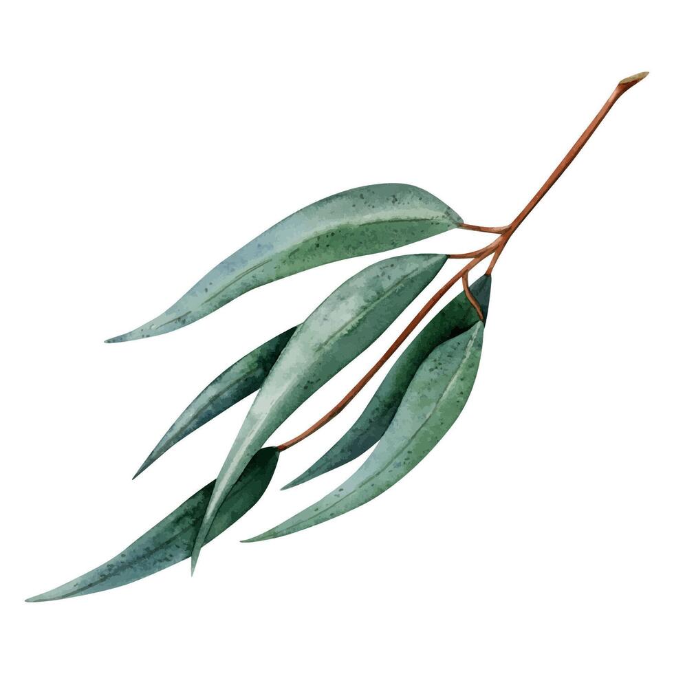 acquerello verde eucalipto ramoscello con lungo le foglie botanico illustrazione. mano disegnato australiano medicinale pianta vettore