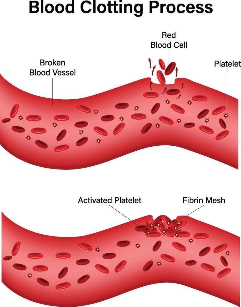 sangue coagulazione processi illustrazione vettore