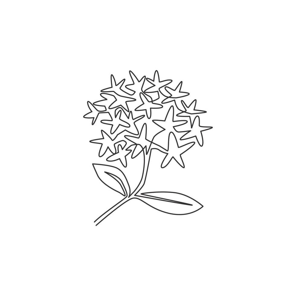 un disegno a tratteggio di piante da fiore fresche di bellezza per il logo del giardino. concetto di fiore ixora decorativo stampabile per ornamento biglietto di auguri. illustrazione vettoriale di disegno di disegno di linea continua alla moda