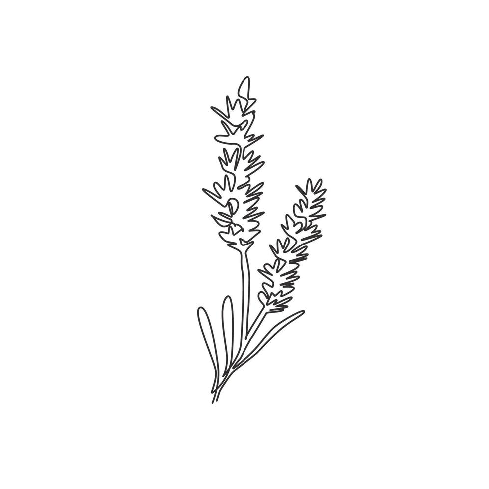 una linea continua che disegna bellezza fresca di lavanda per la stampa di poster artistici per la decorazione della parete di casa. concetto di fiore di lavanda decorativo stampabile per parco verde. illustrazione vettoriale di design moderno a linea singola