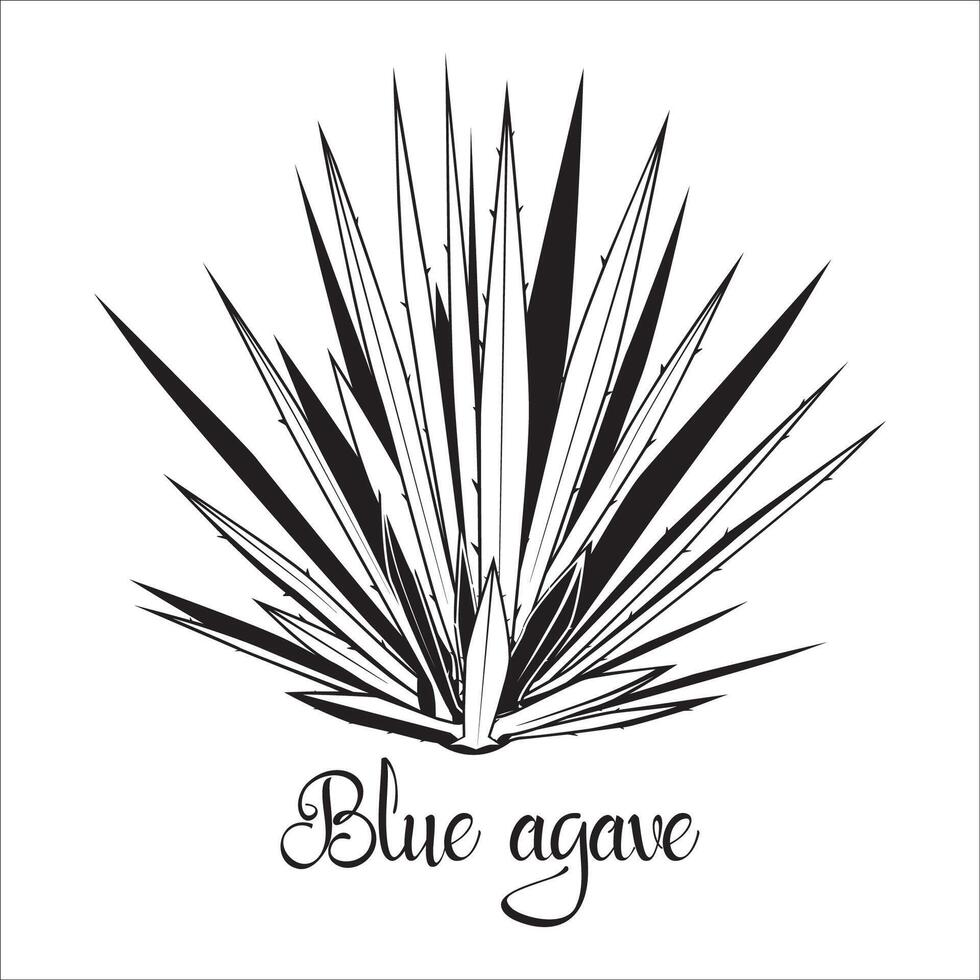 blu Agave succulento pianta stampino vettore
