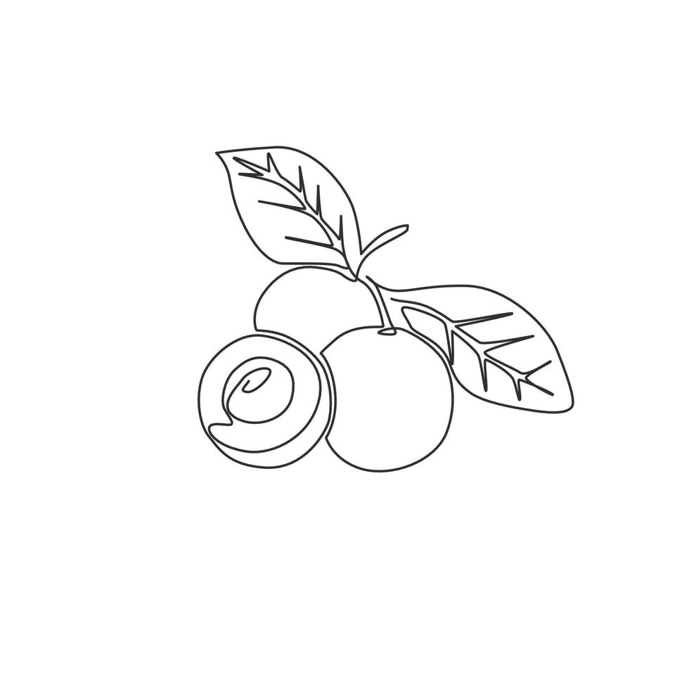 disegno a linea continua di longan organico sano intero e tagliato per l'identità del logo del frutteto. concetto di frutta fresca per l'icona del giardino di frutta. illustrazione vettoriale di disegno grafico moderno a una linea di disegno