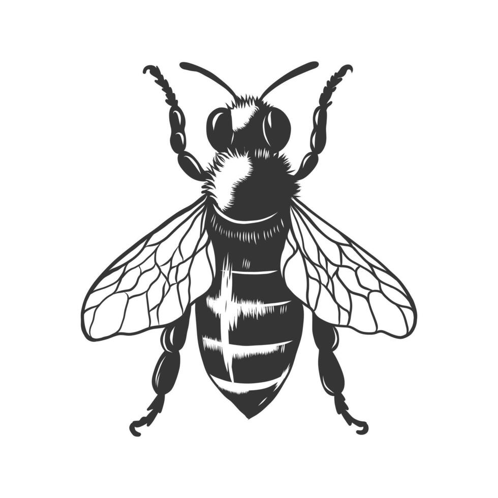 Vintage ▾ miele ape monocromatico schizzo isolato su bianca. mano disegnato monocromatico vespa illustrazione per logo, icona, etichetta, confezione design. incisione acquaforte incisione stile vettore