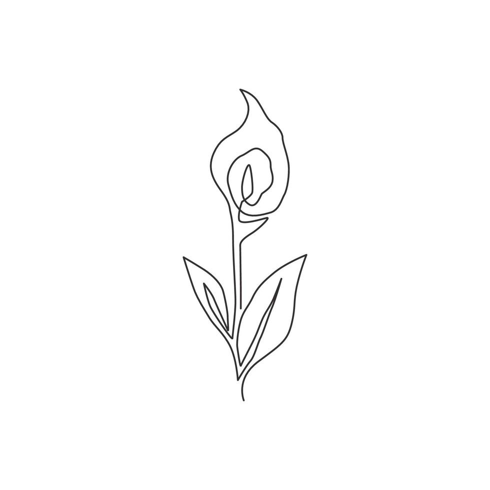 singolo disegno a tratteggio di bellezza fresca zantedeschia per il logo del giardino. fiore di giglio di arum decorativo stampabile per la stampa di arte della parete della decorazione della casa. illustrazione grafica vettoriale di disegno di disegno di linea continua alla moda