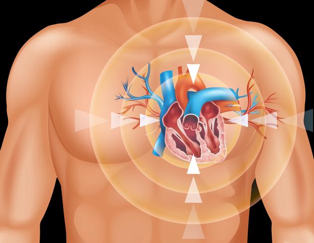 Cuore umano in primo piano diagramma vettore