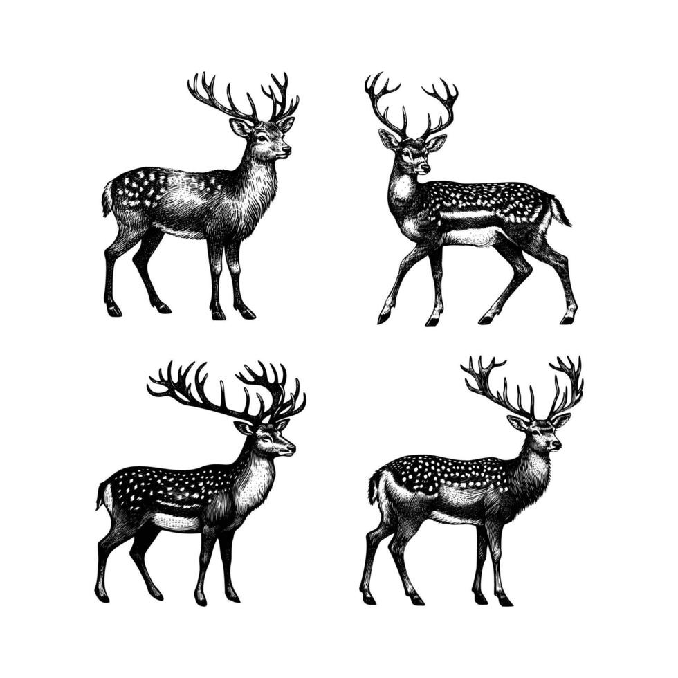 impostato di cervo illustrazione. mano disegnato cervo nero e bianca illustrazione. isolato bianca sfondo vettore