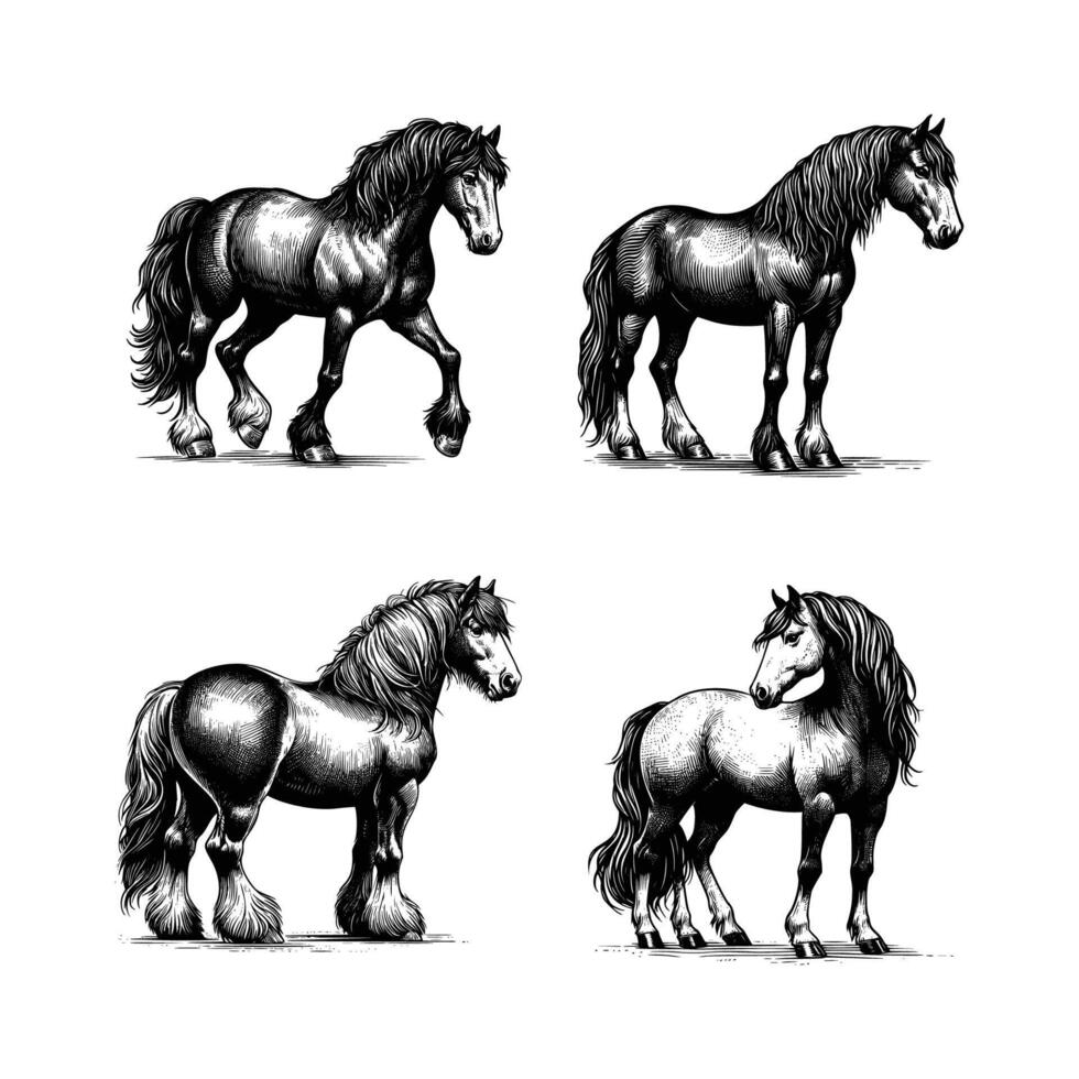 impostato di cavallo illustrazione. mano disegnato cavallo nero e bianca illustrazione. isolato bianca sfondo vettore