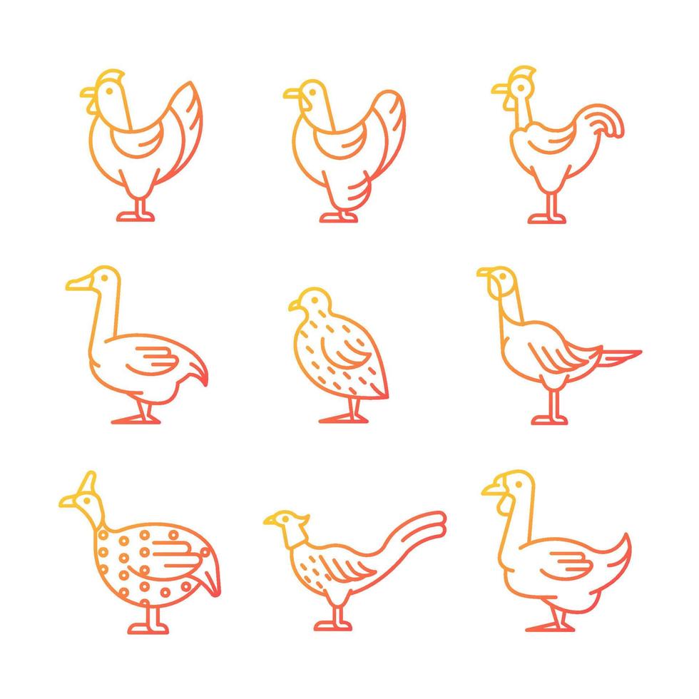 set di icone vettoriali lineari gradiente di uccelli addomesticati. crescita di polli e oche. allevamento di uccelli. allevamento di pollame commerciale. pacchetto di simboli di contorno a linea sottile. raccolta di illustrazioni di contorno isolato