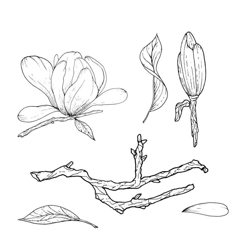 monocromatico fiori e rami di magnolia, mano disegnato. magnolia contorno, nero e bianca illustrazione di magnolia fiori e rami vettore