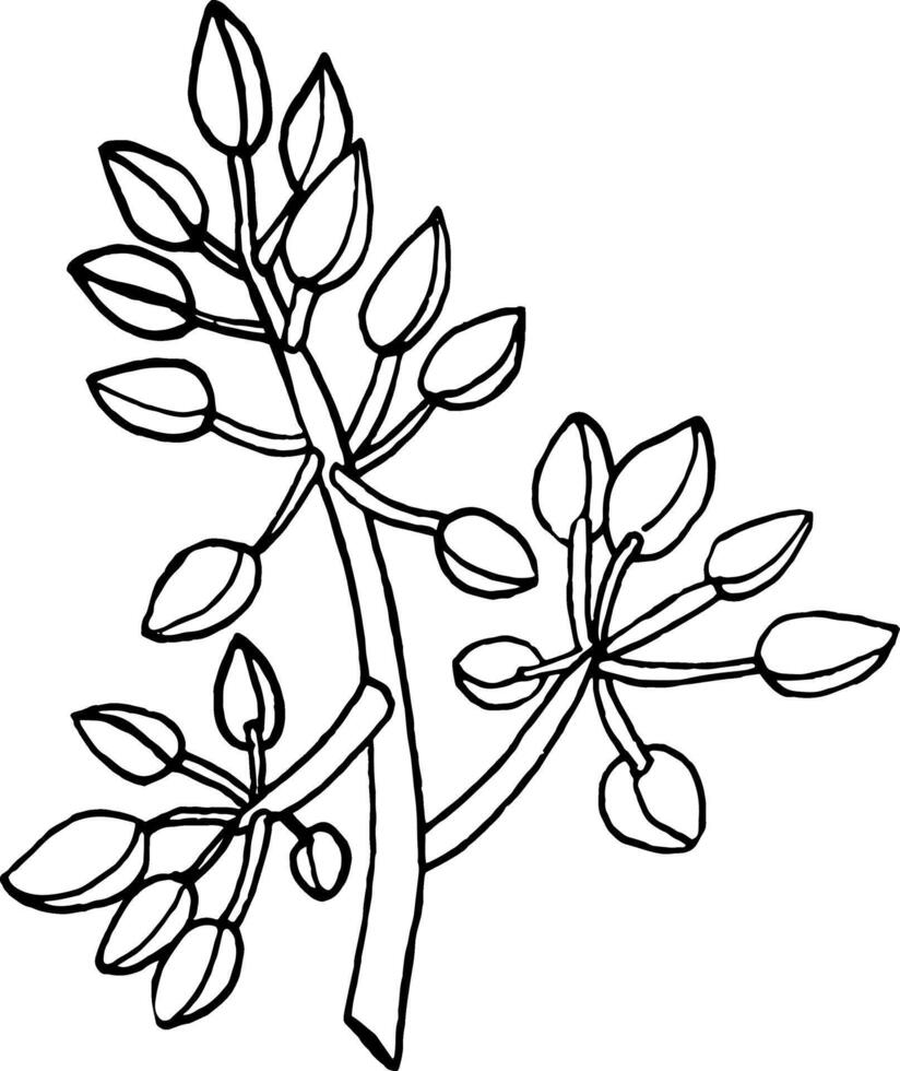 schizzo di fioritura avocado ramoscelli.nero e bianca mano disegno. vettore