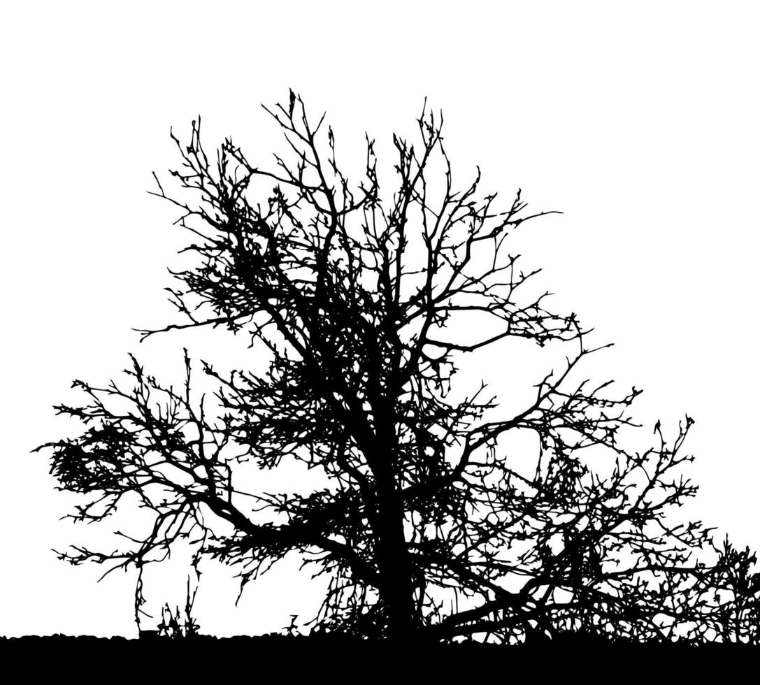 sagoma di albero isolato su sfondo bianco. illustrazione vettoriale. vettore