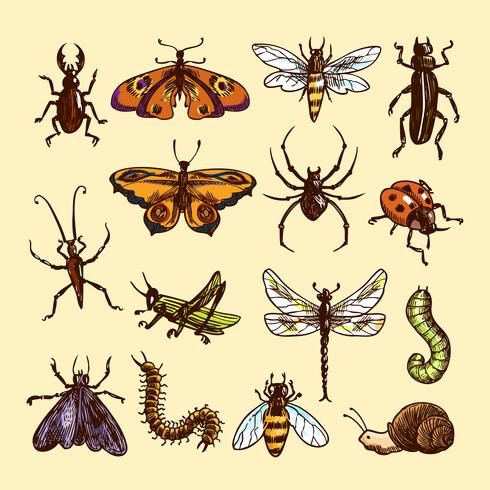 Set di schizzo di insetti vettore