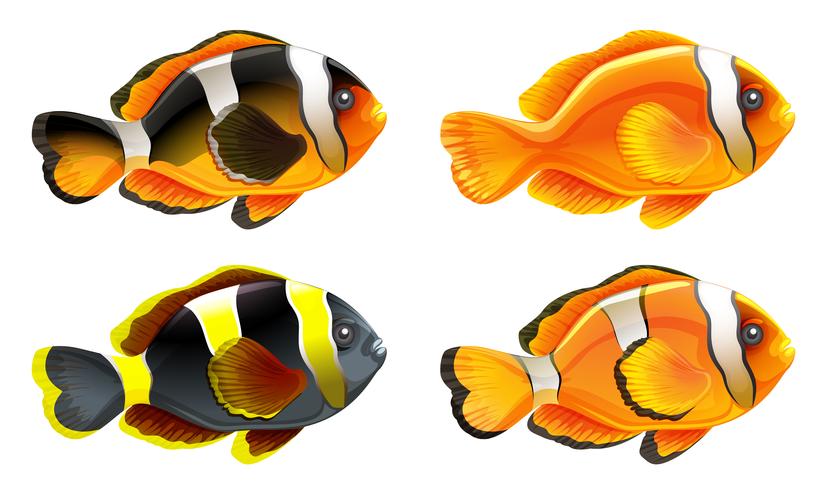 Quattro pesci colorati vettore