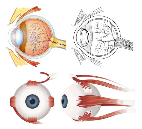 Anatomia dell&#39;occhio vettore