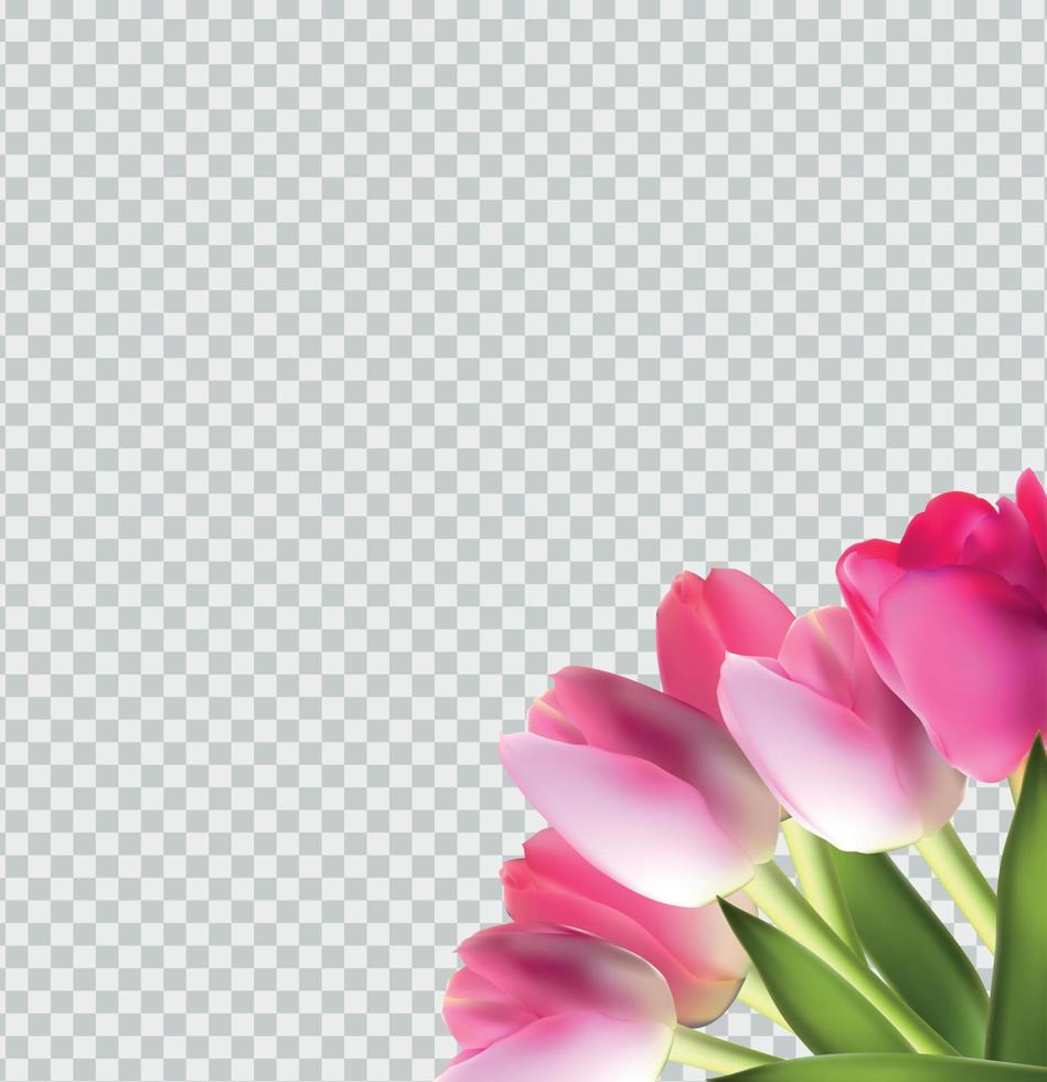 bellissimo tulipano rosa realistico su sfondo trasparente illustrazione vettoriale