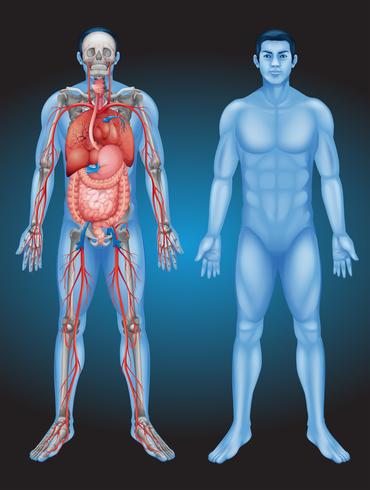 Anatomia umana con diversi organi vettore