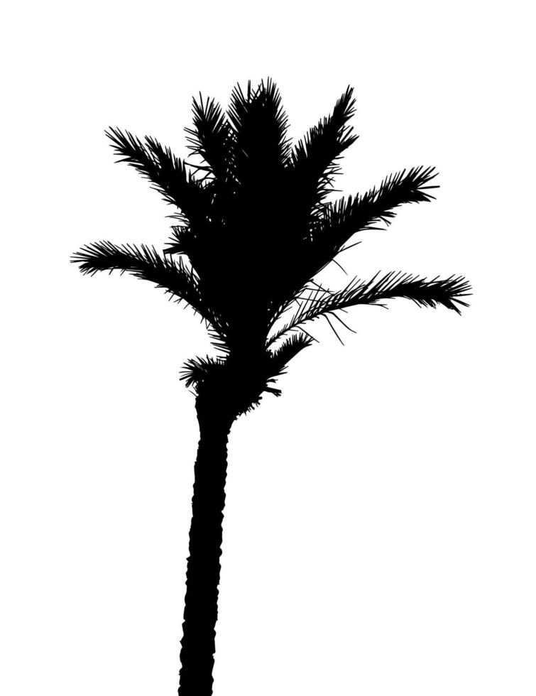 silhouette isolata di palme su sfondo bianco. illustrazione vettoriale. vettore