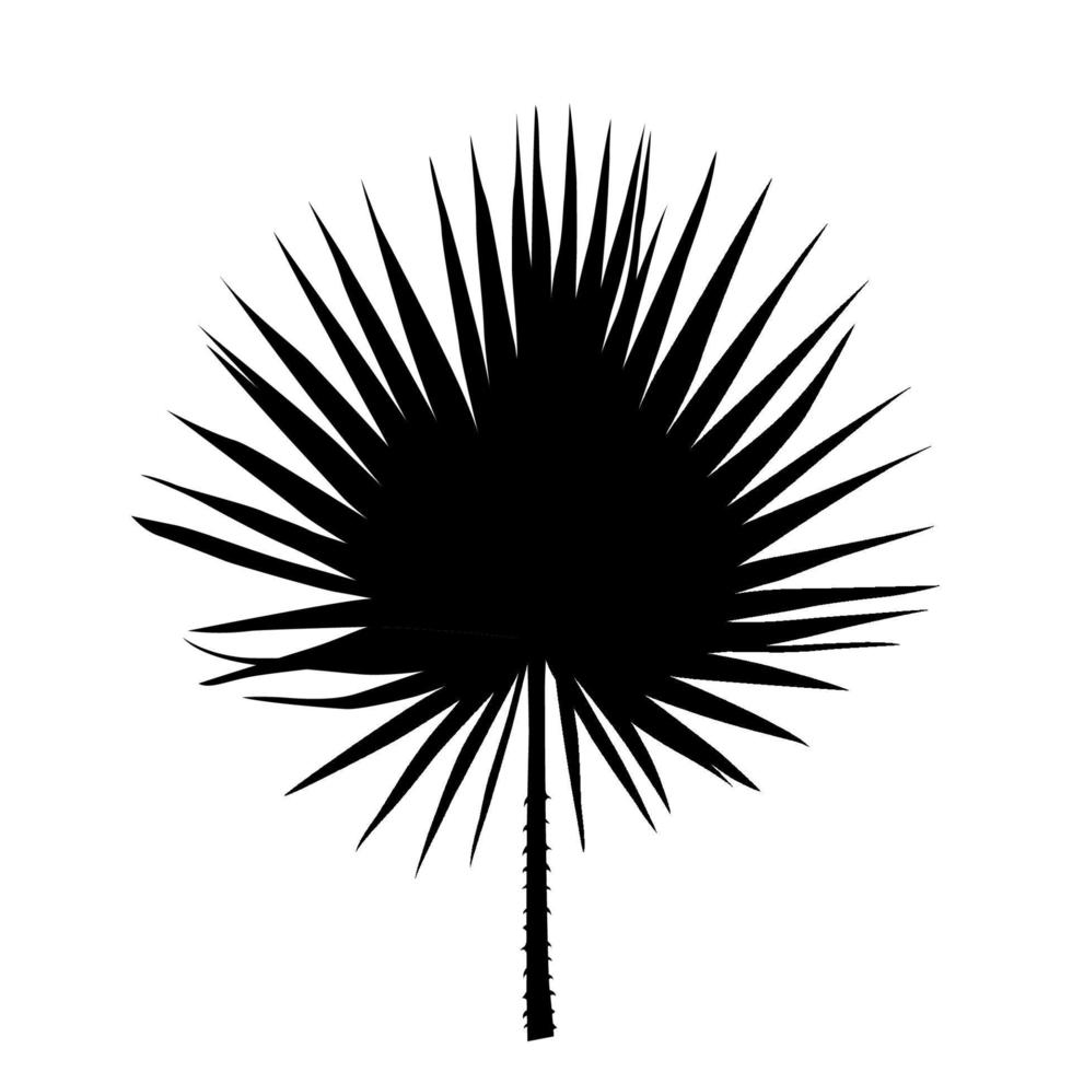 sagoma in bianco e nero di libistones fogliare di palma cinese, meridionale. illustrazione vettoriale. vettore