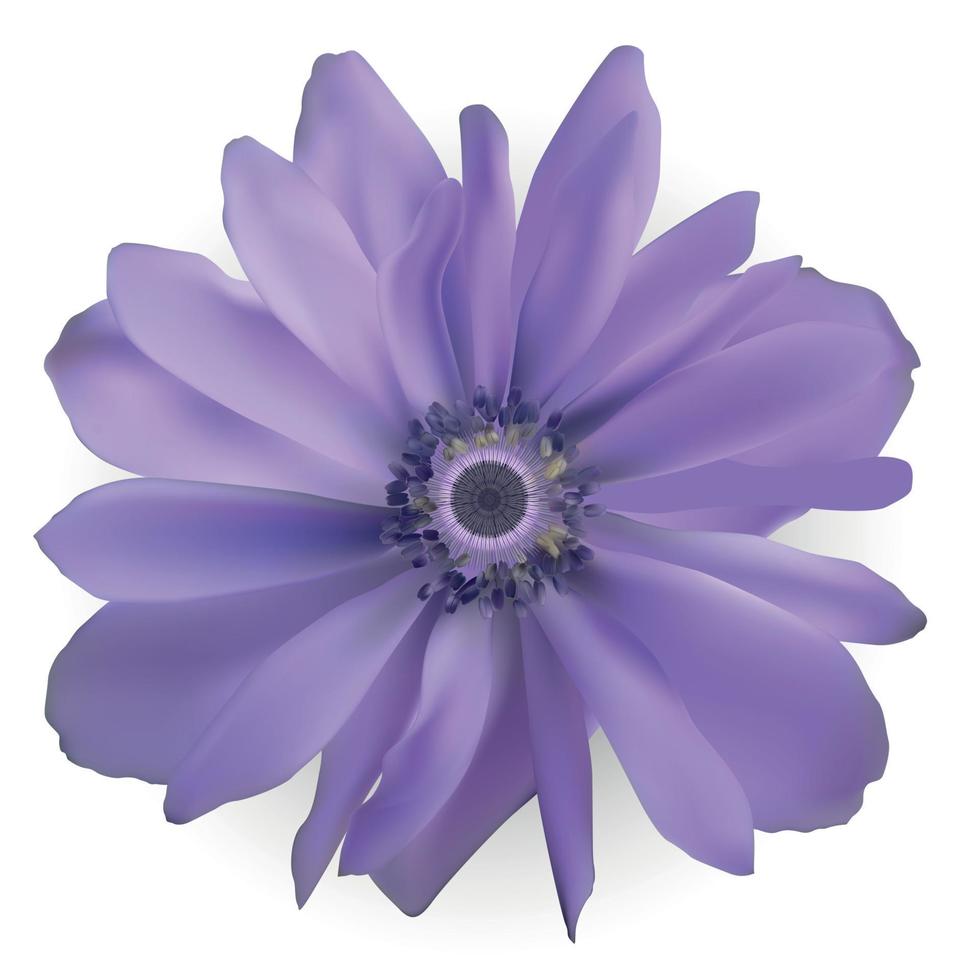 fiore di anemone viola. illustrazione vettoriale realistica